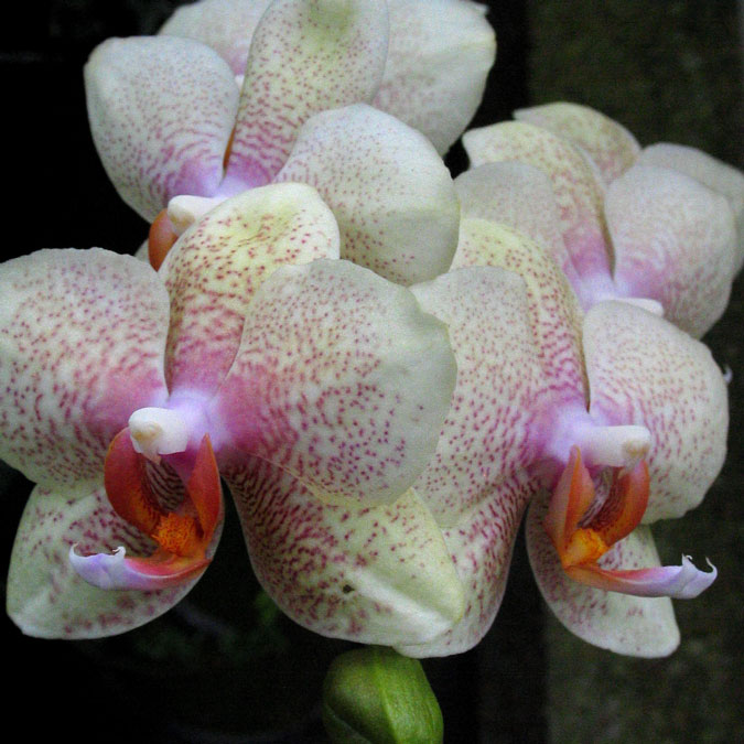 Orchid