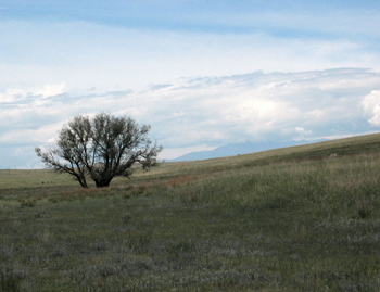 High Plains - Prairie Sentinel