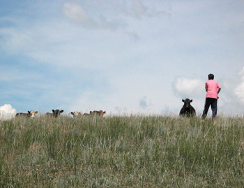High Plains - Faceoff