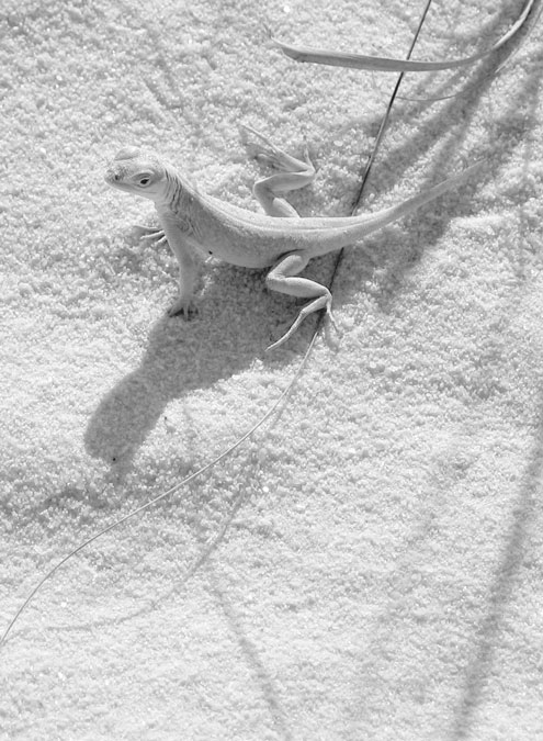 WhiteSandsLizzy